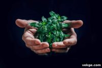 Sustainable Home Design Smart Investments for Green Living