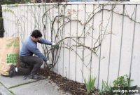Mastering Climbing Rose Pruning