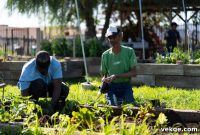 Mastering Your Phoenix Urban Garden