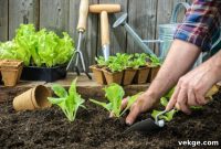 Cultivating Change: How Your Garden Nurtures the Earth
