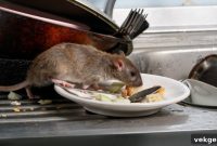 Banish Rodents: Hygiene Secrets for a Pristine, Pest-Free Space