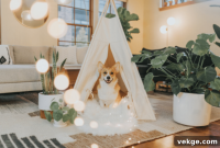 Crafting A Canine Dream Home