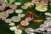 Cultivate Calm The Art of Home Water Features