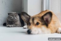 Pet Vacuums: Your Secret Weapon for a Fur-Free Home