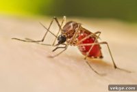 Your Ultimate Guide to Superior Mosquito Control