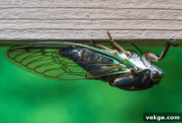 Pest-Proofing Your Home’s Entry Points