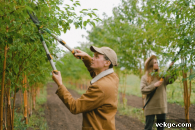 Correcting Soil Nutrient Deficiencies