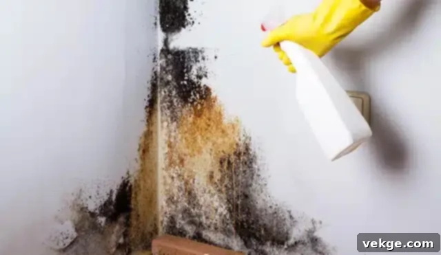 Guide to Mold Detection in Your Home
