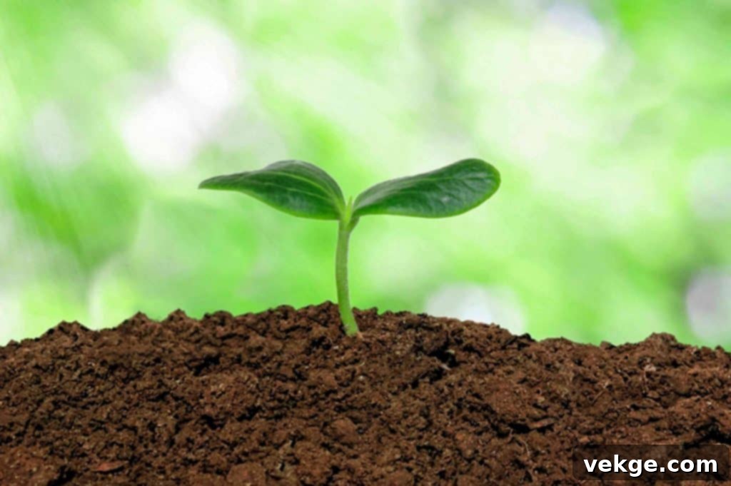 Cultivate a Healthy Soil Ecosystem