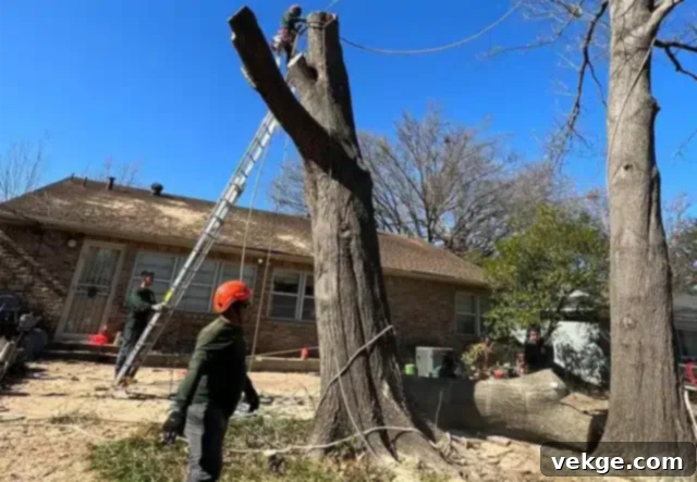The Risks Involved with Inefficient Tree Removal