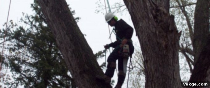 Benefits of Prioritising Safety in Tree Removal