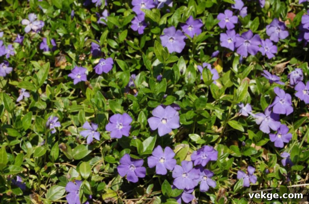 Vinca Minor: The Evergreen Ground Cover
