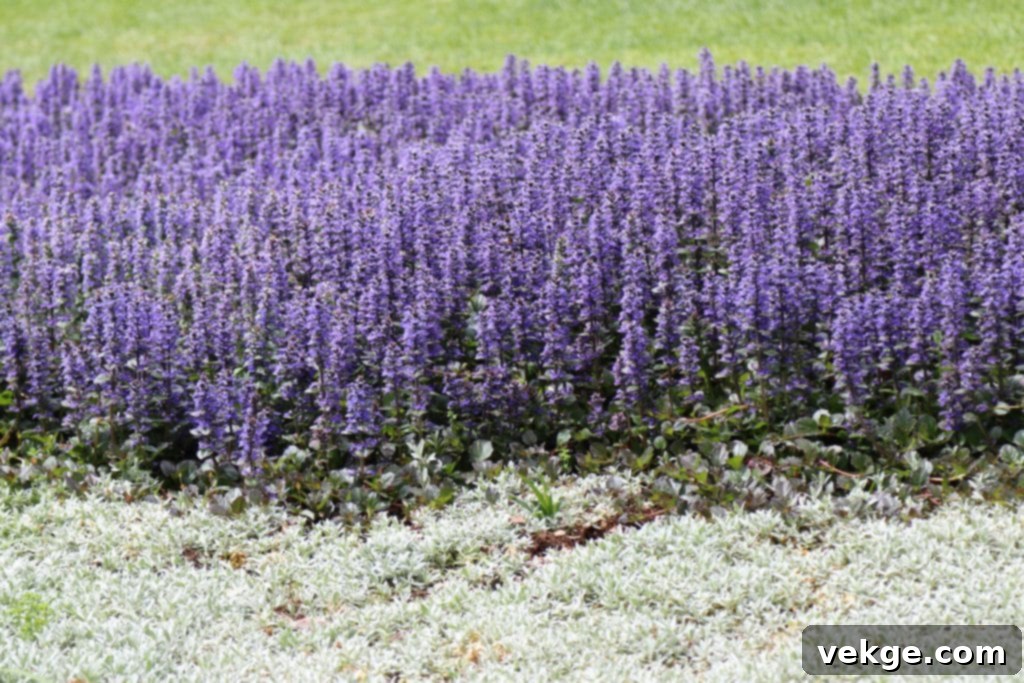 Ajuga Reptans: The Low-Maintenance Beauty