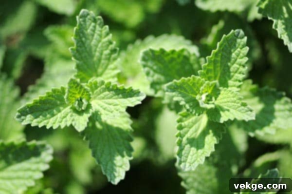 Helpful Plants for Natural Termite Prevention