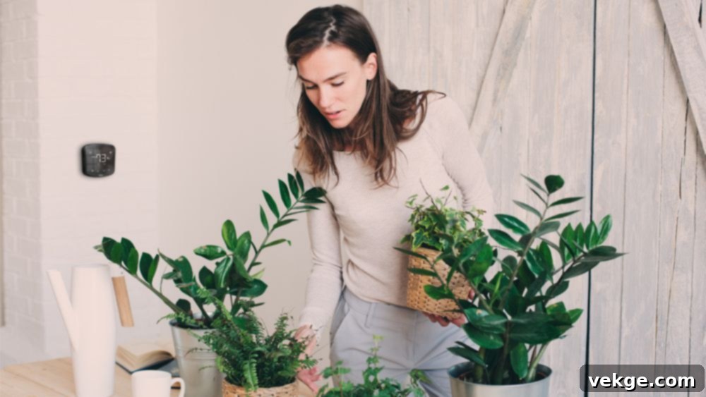 Why Humidity Matters for Houseplants