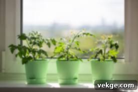 Invest in Self-Watering Pots