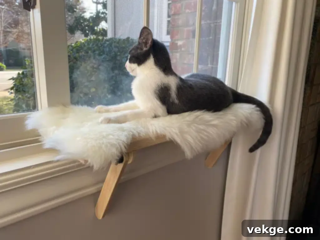 Indoor Cat Window Perch for Wildlife Viewing