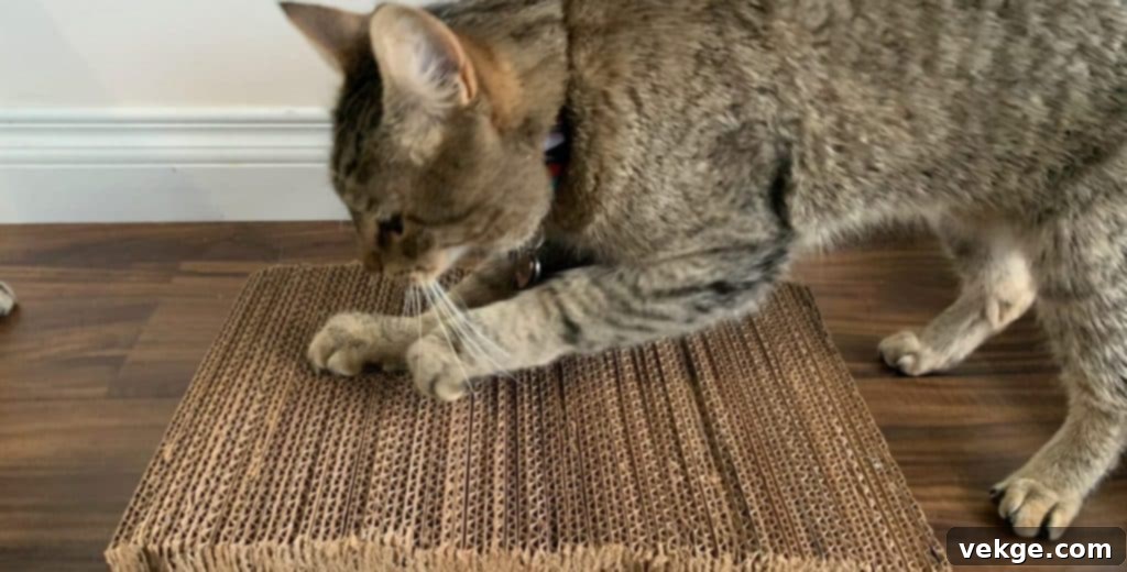 Scratching Posts for Cat Grooming