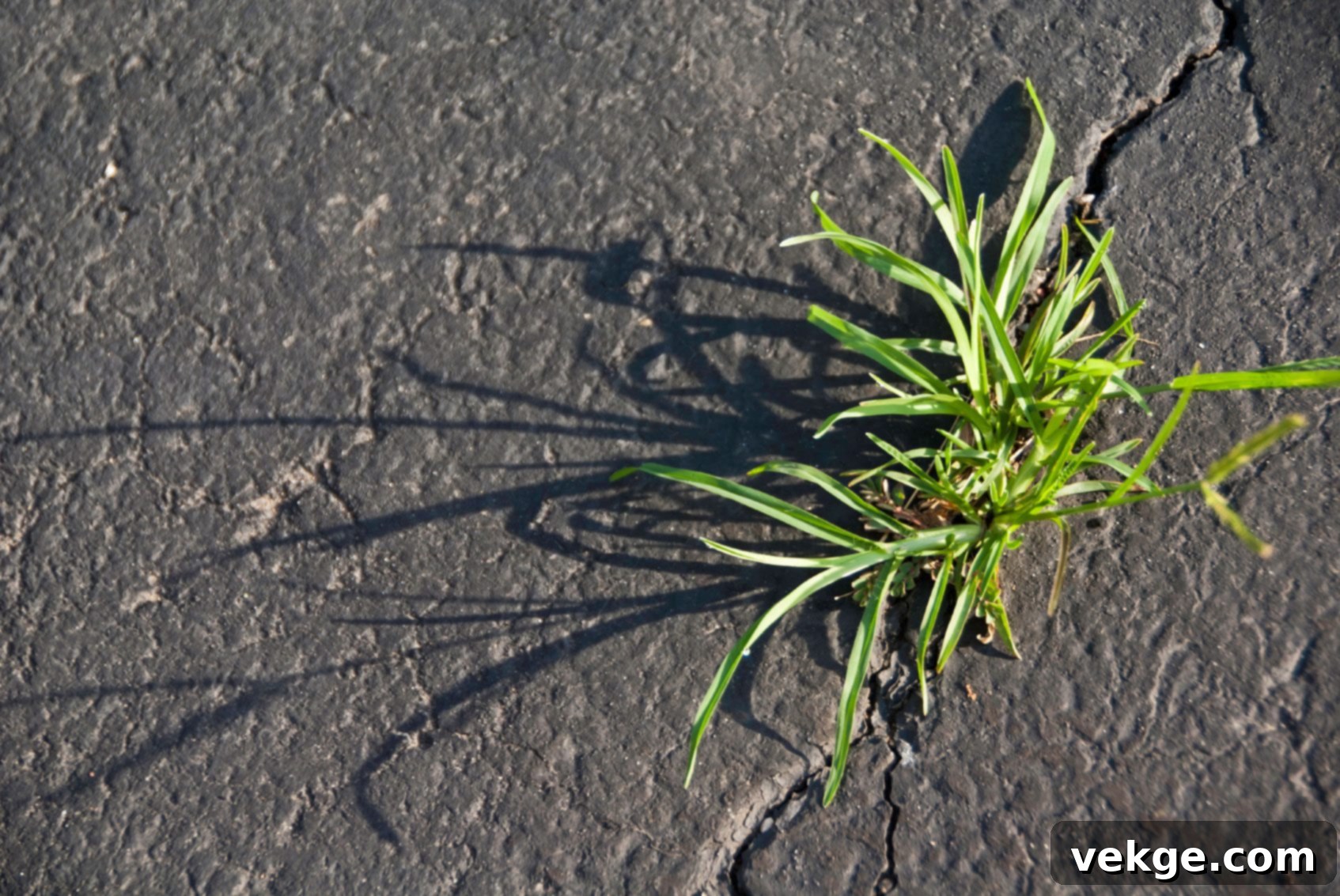 Why Does Weed Grow in Cracked Concrete?