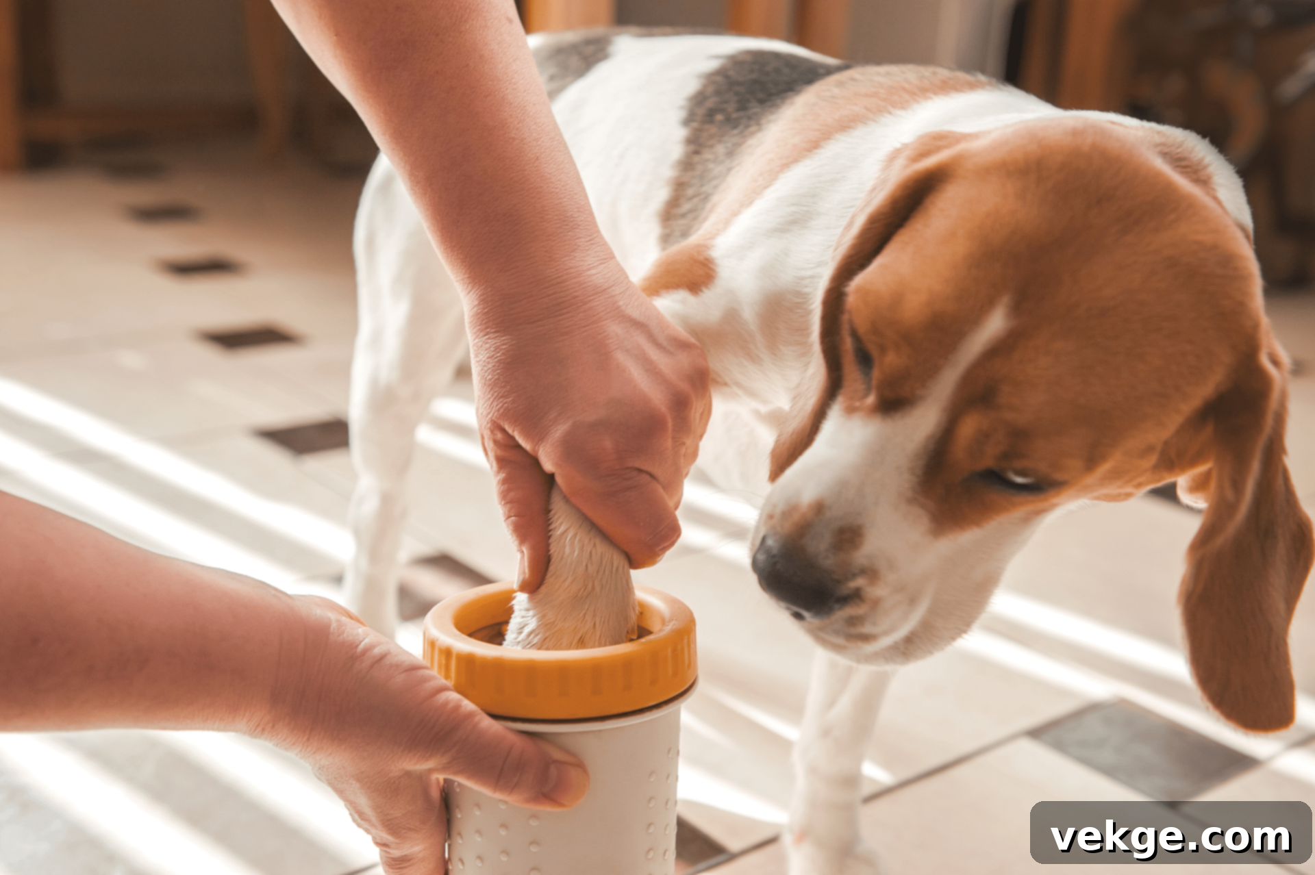 Dirty Paws Are a Separate Problem for Pet Owners