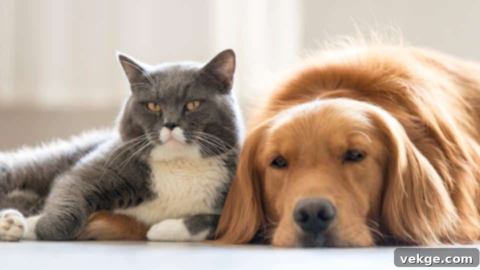 Be Slow and Patient When Introducing Your Pets and Your Housemates