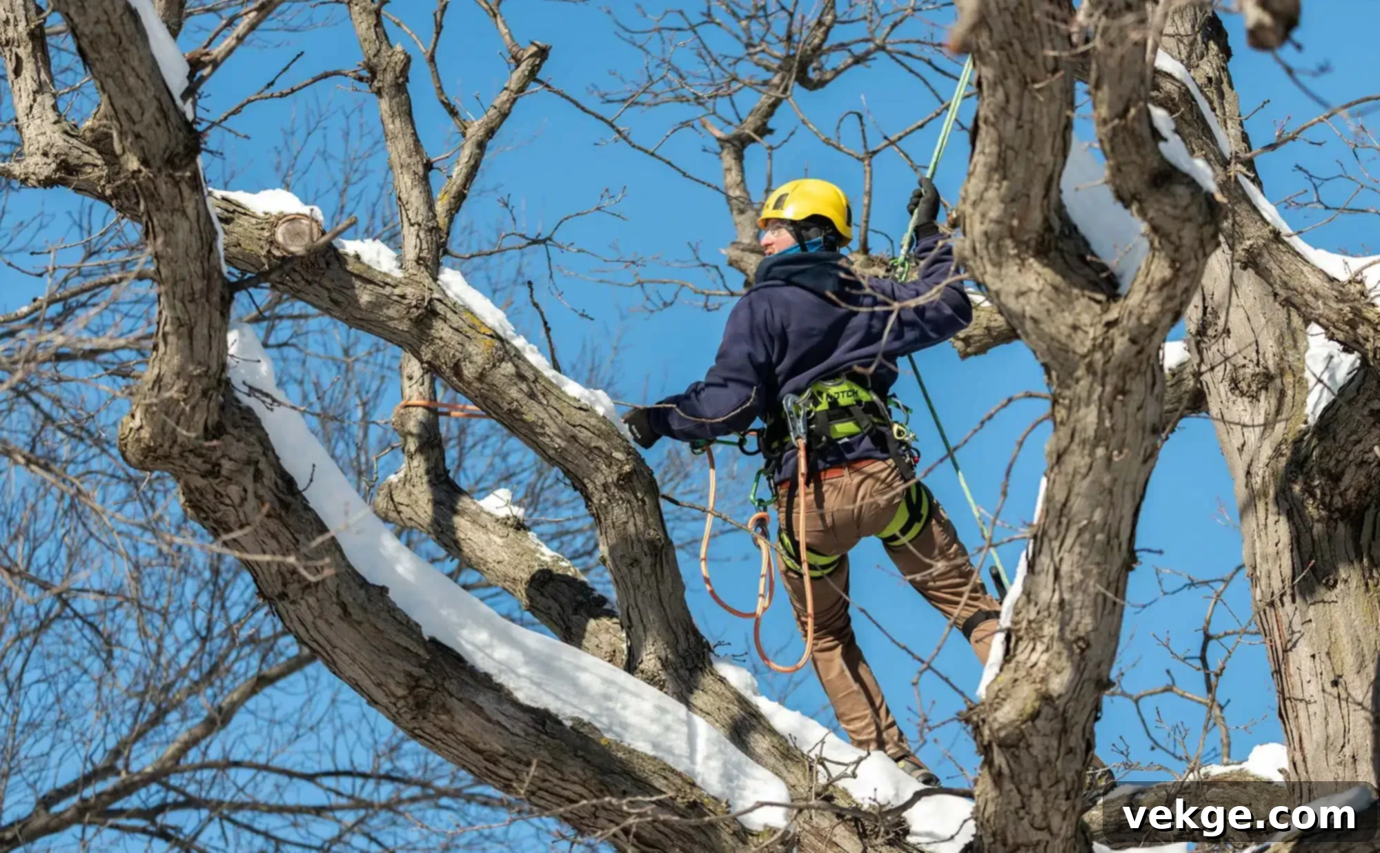 The Logic Behind Winter Tree Pruning