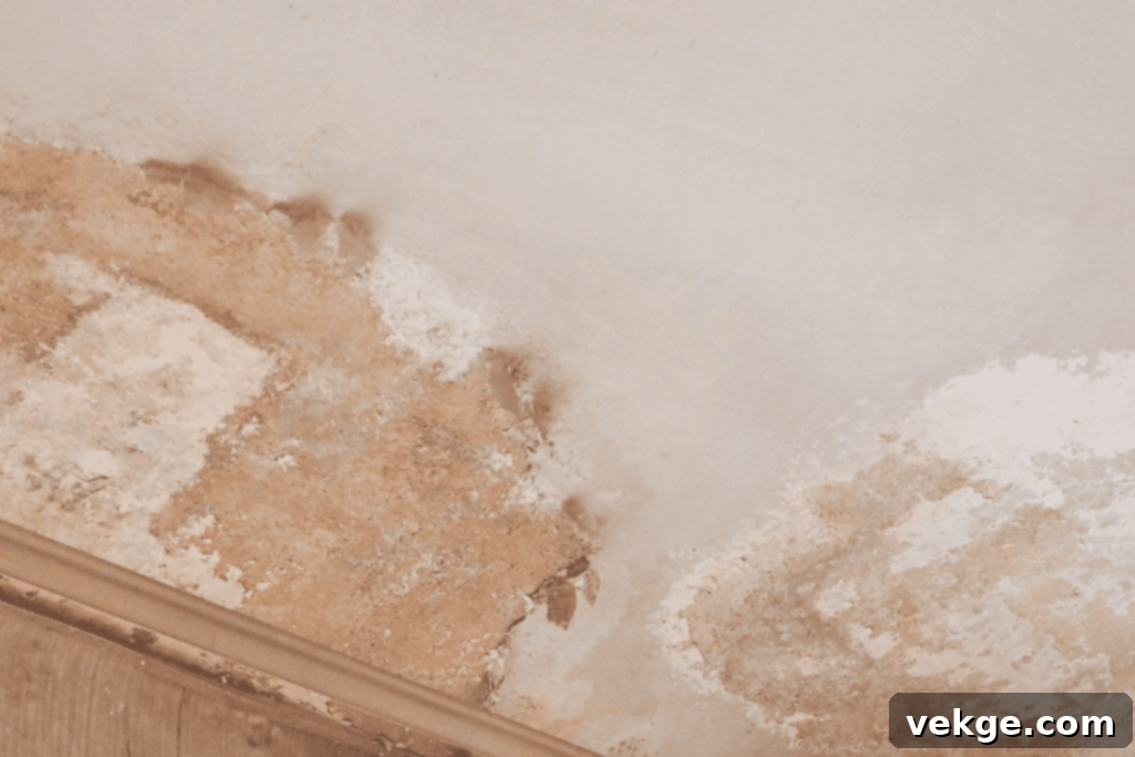What Types of Damp Can a Damp Survey Identify?