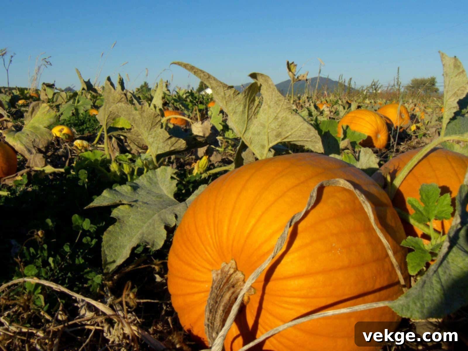 Pumpkin