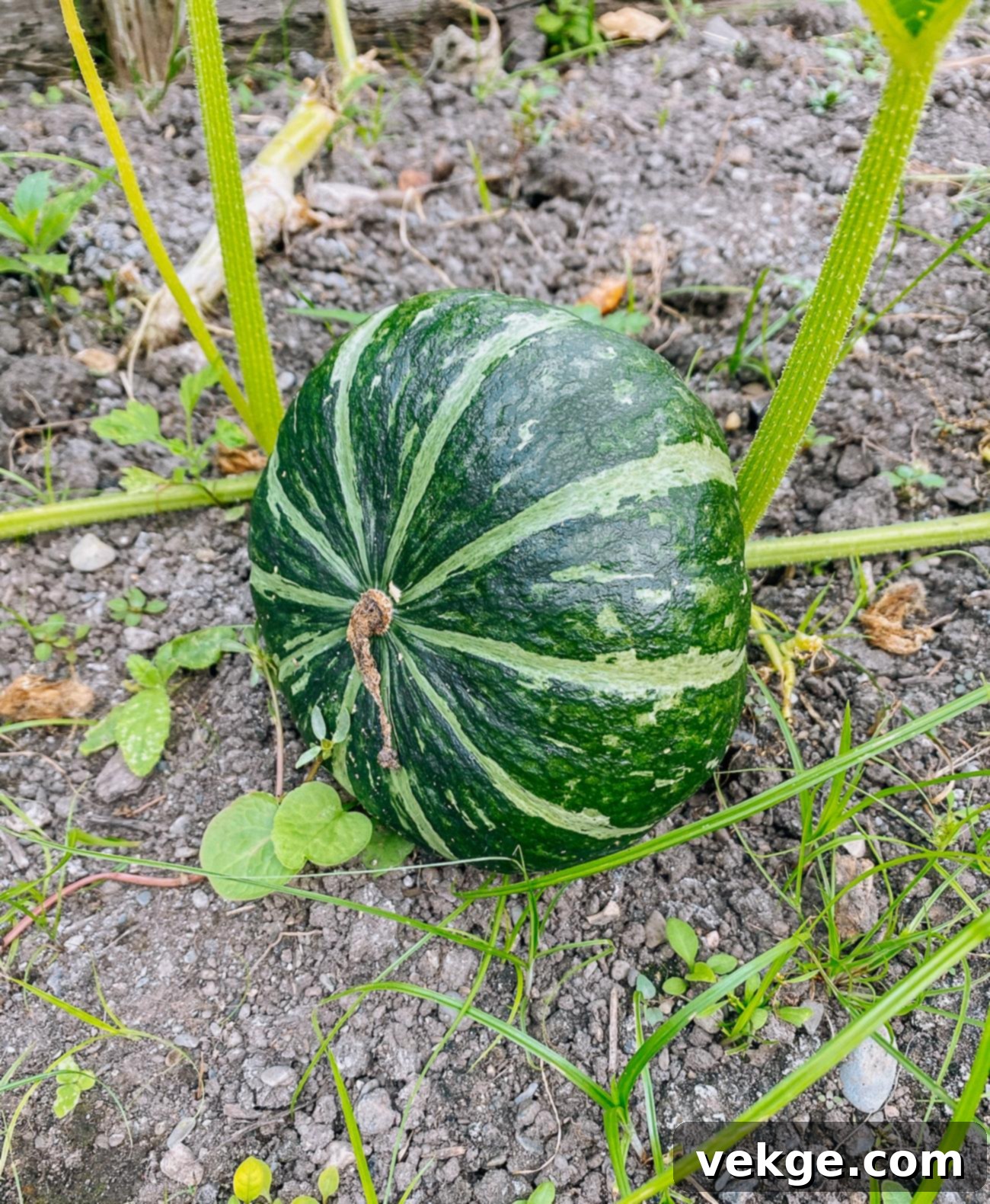 Kabocha_Squash