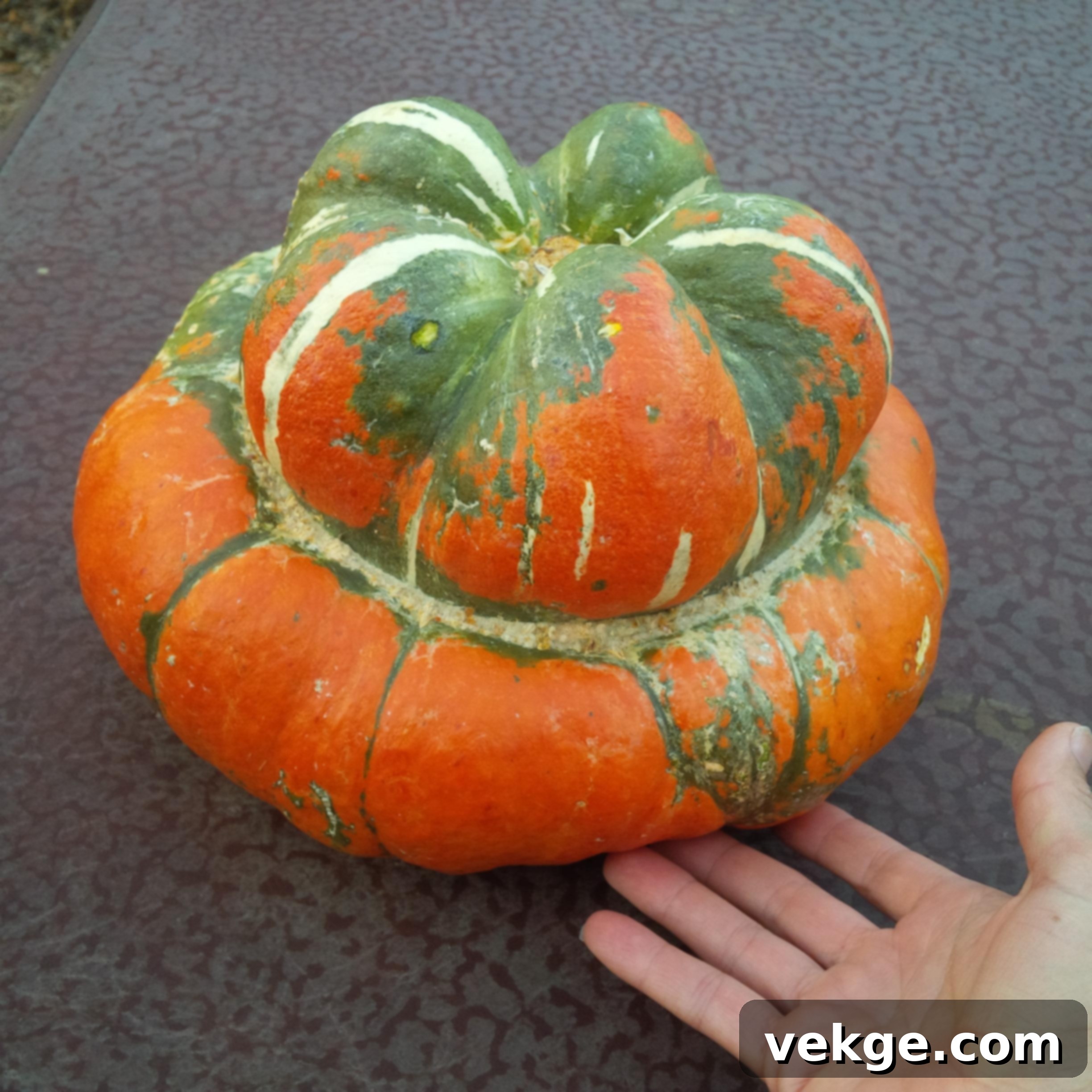 Turban_Squash