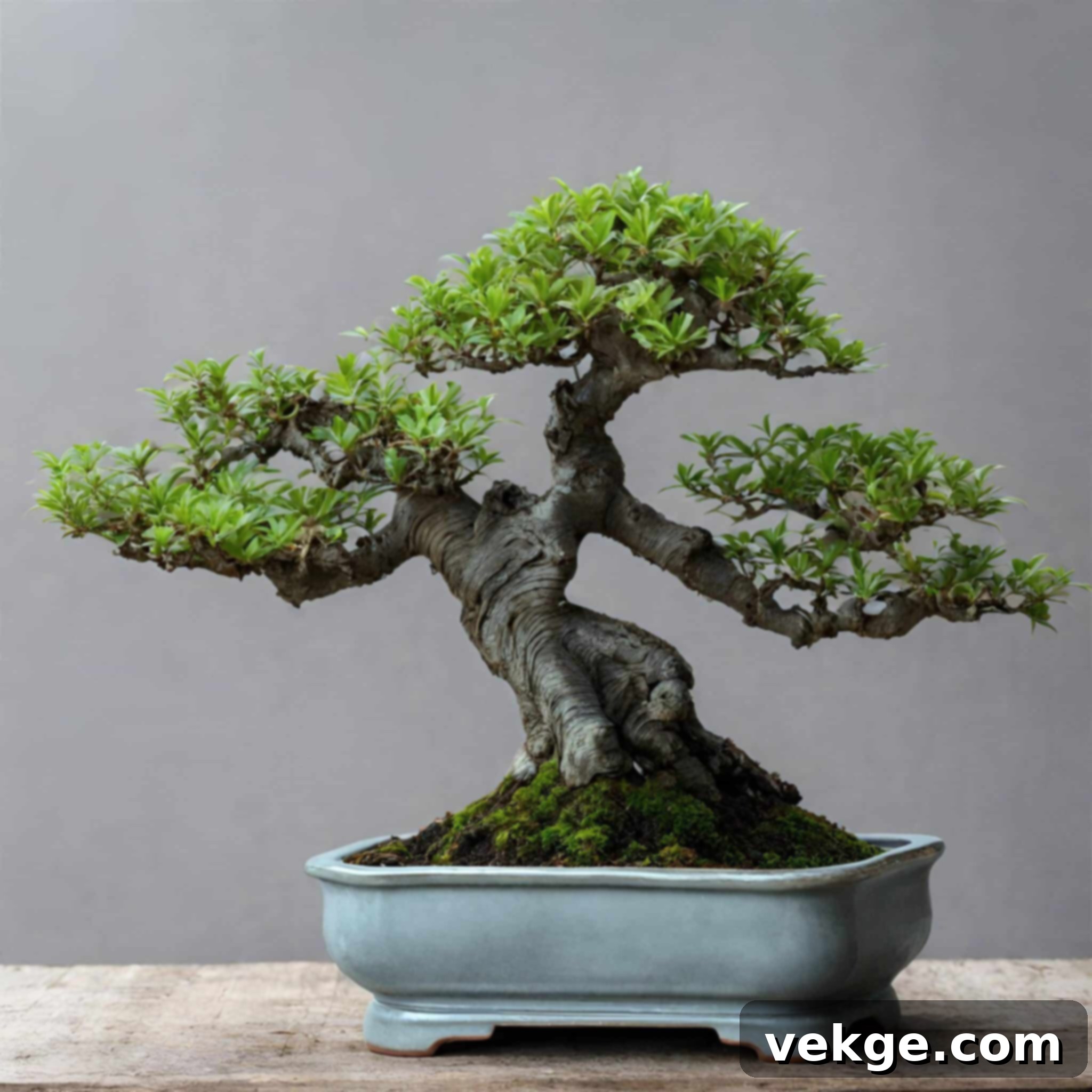 Shallow Bonsai Planters for Miniature Trees