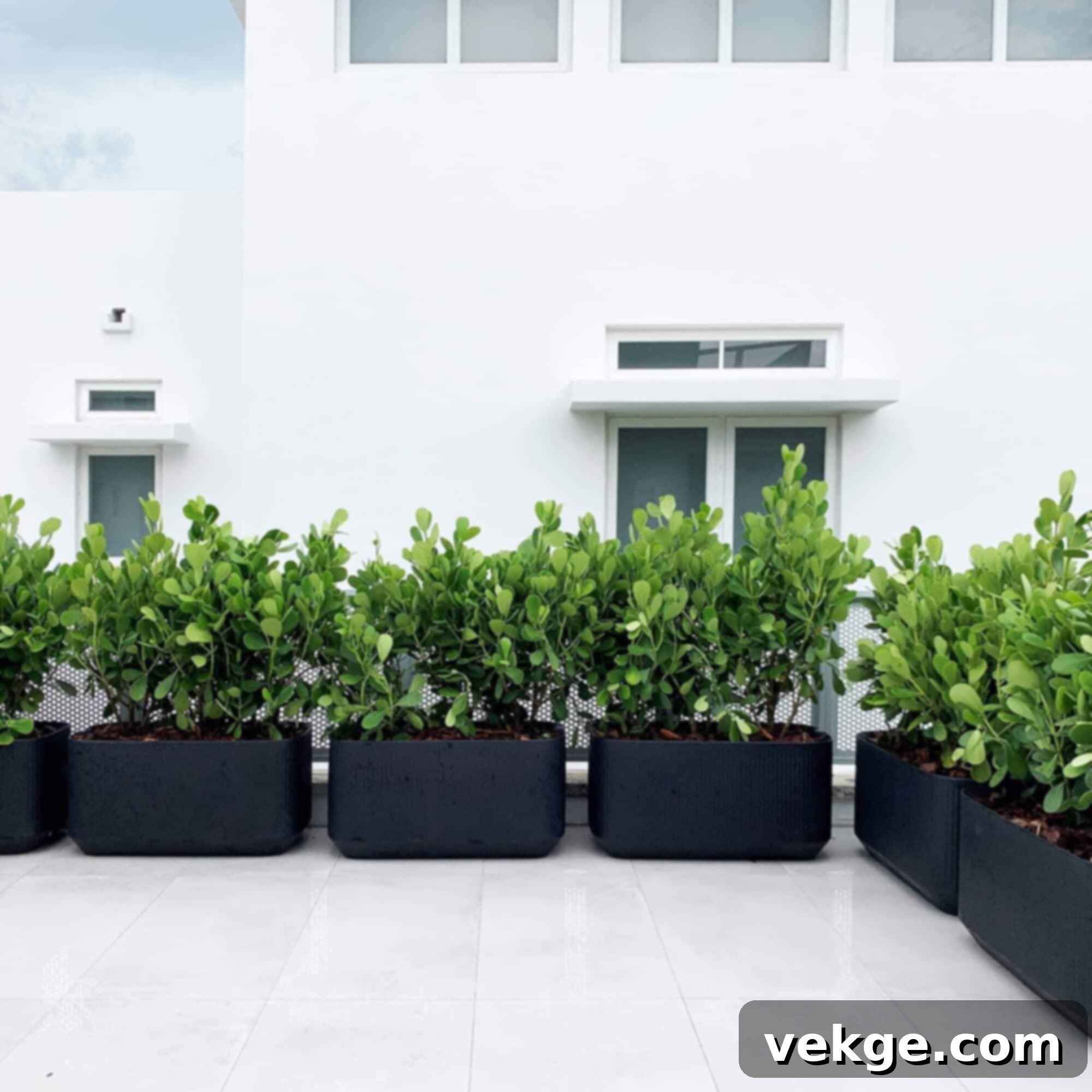 Large Rectangular Planters for Privacy Hedges