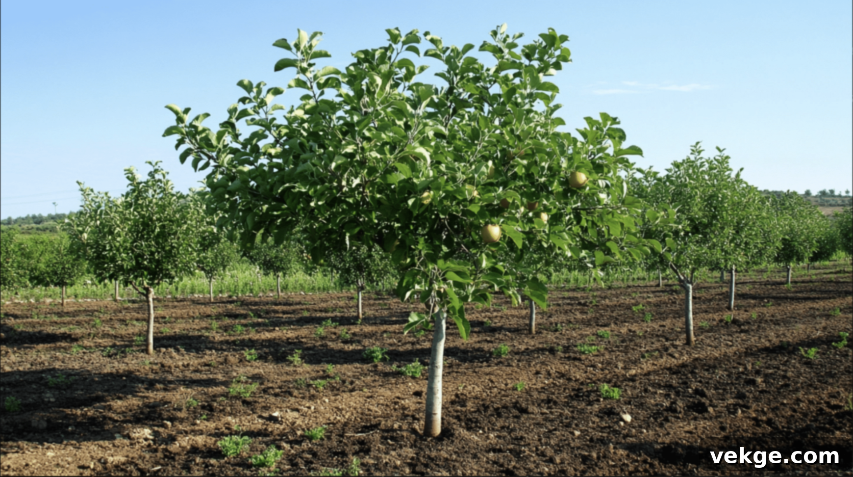 Choosing_the_Perfect_Spot_for_Your_Apple_Tree
