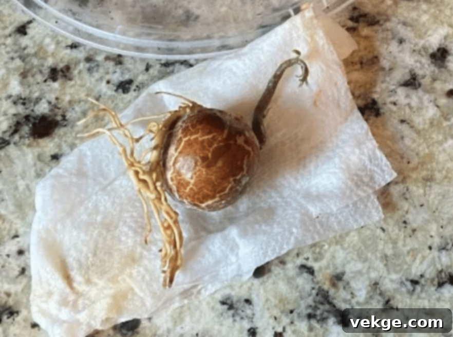 Step_4_Check_for_Sprouting_and_Plant_in_Soil
