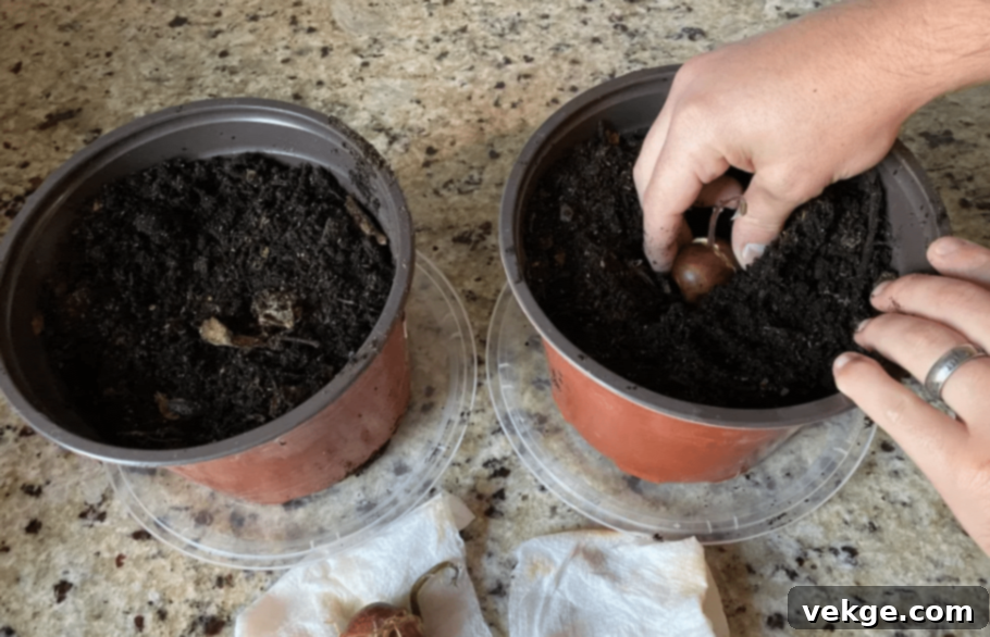 Step_5_Care_for_Your_Seedling