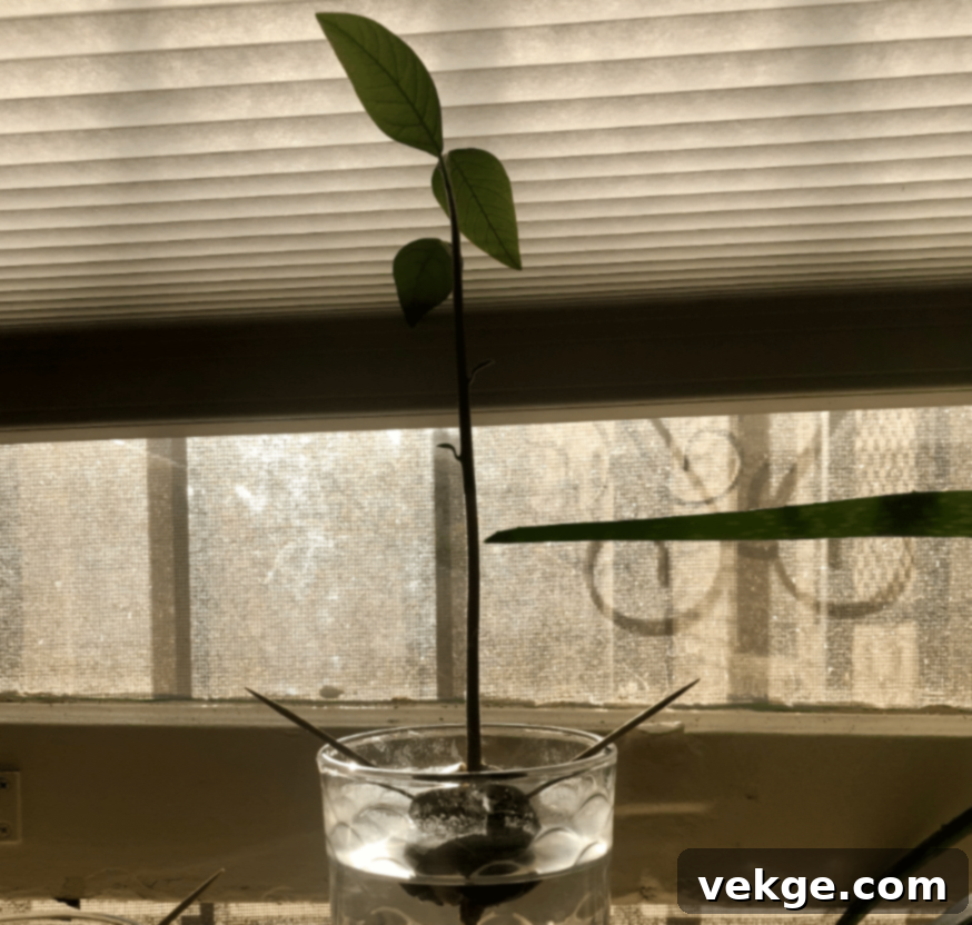 Step_3_Wait_for_the_Seed_to_Sprout