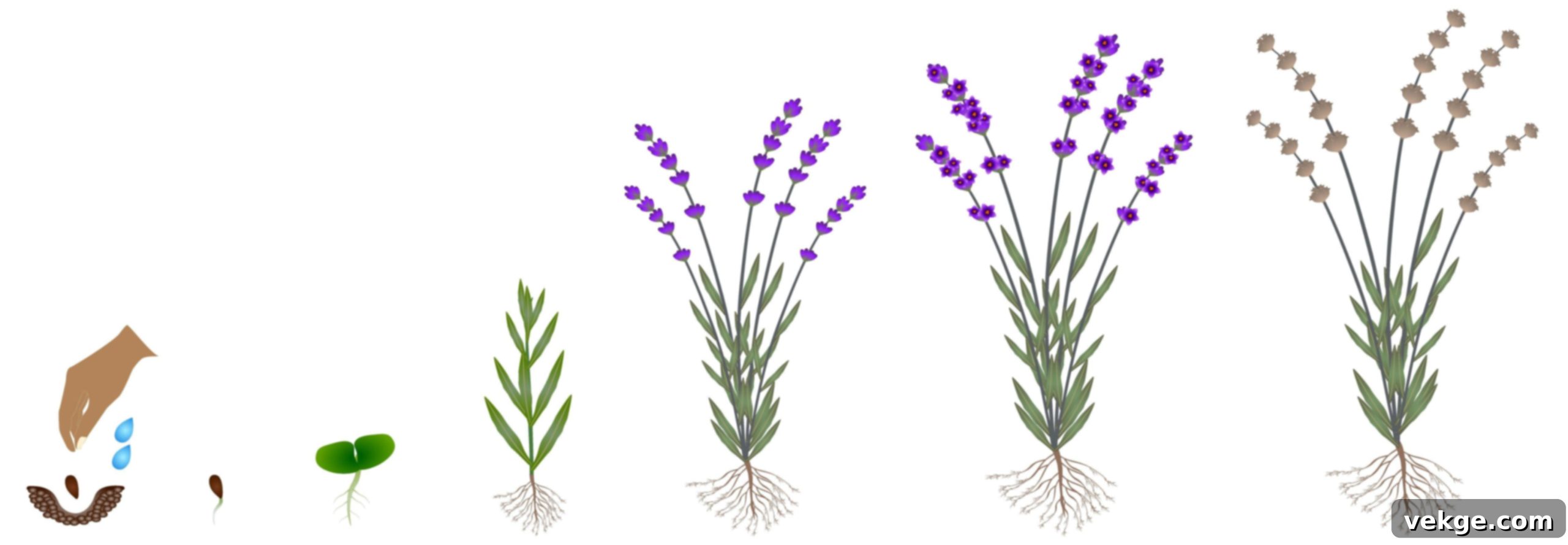 The Life Cycle of a Lavender Plant