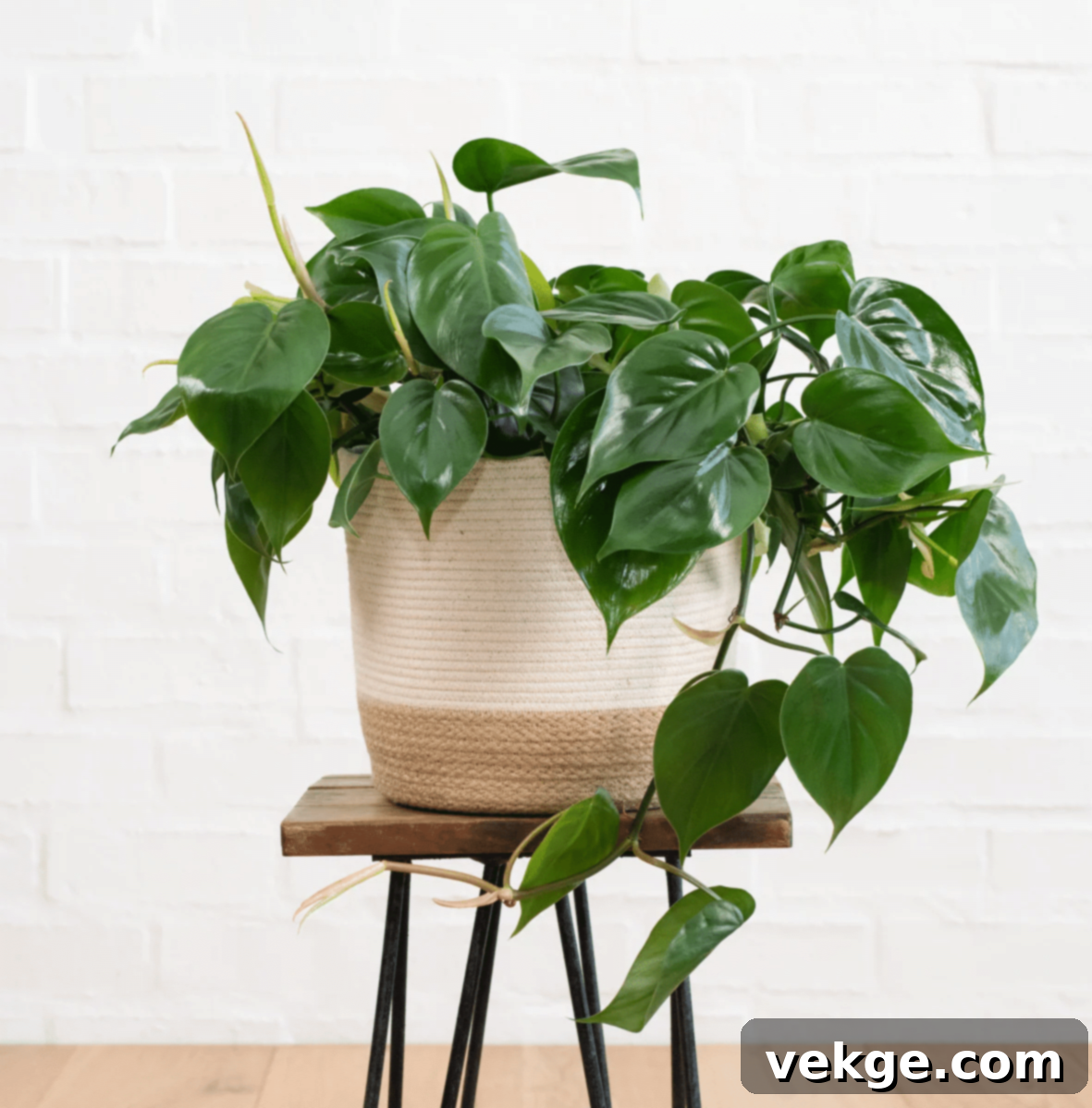 Philodendron