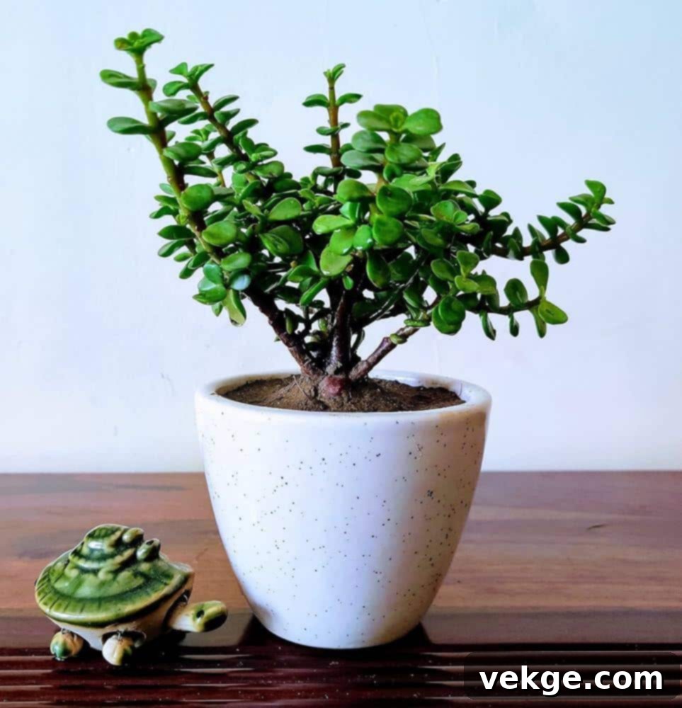 Jade_Plant