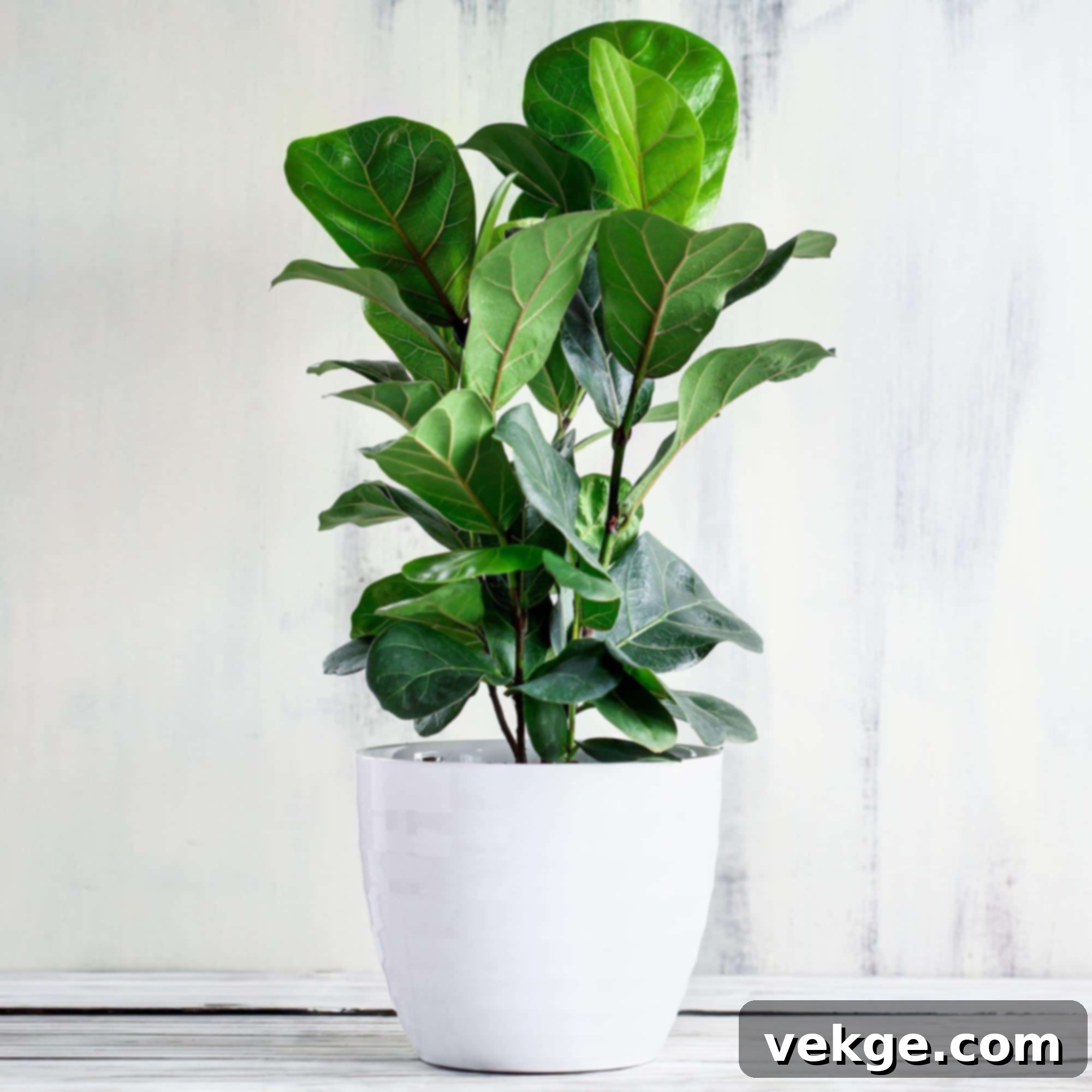 Fiddle_Leaf_Fig_Ficus_lyrata