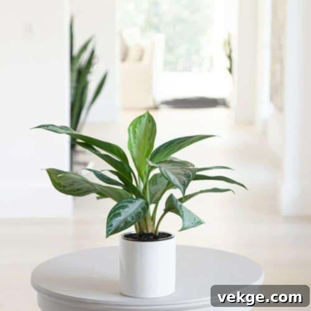 Chinese_Evergreen