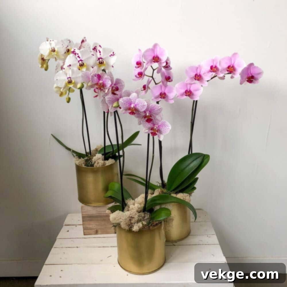 Orchids