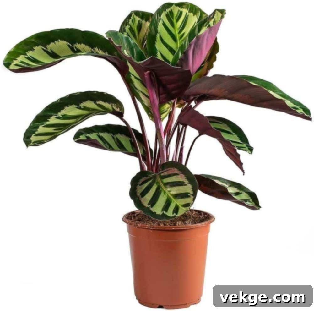 Calathea