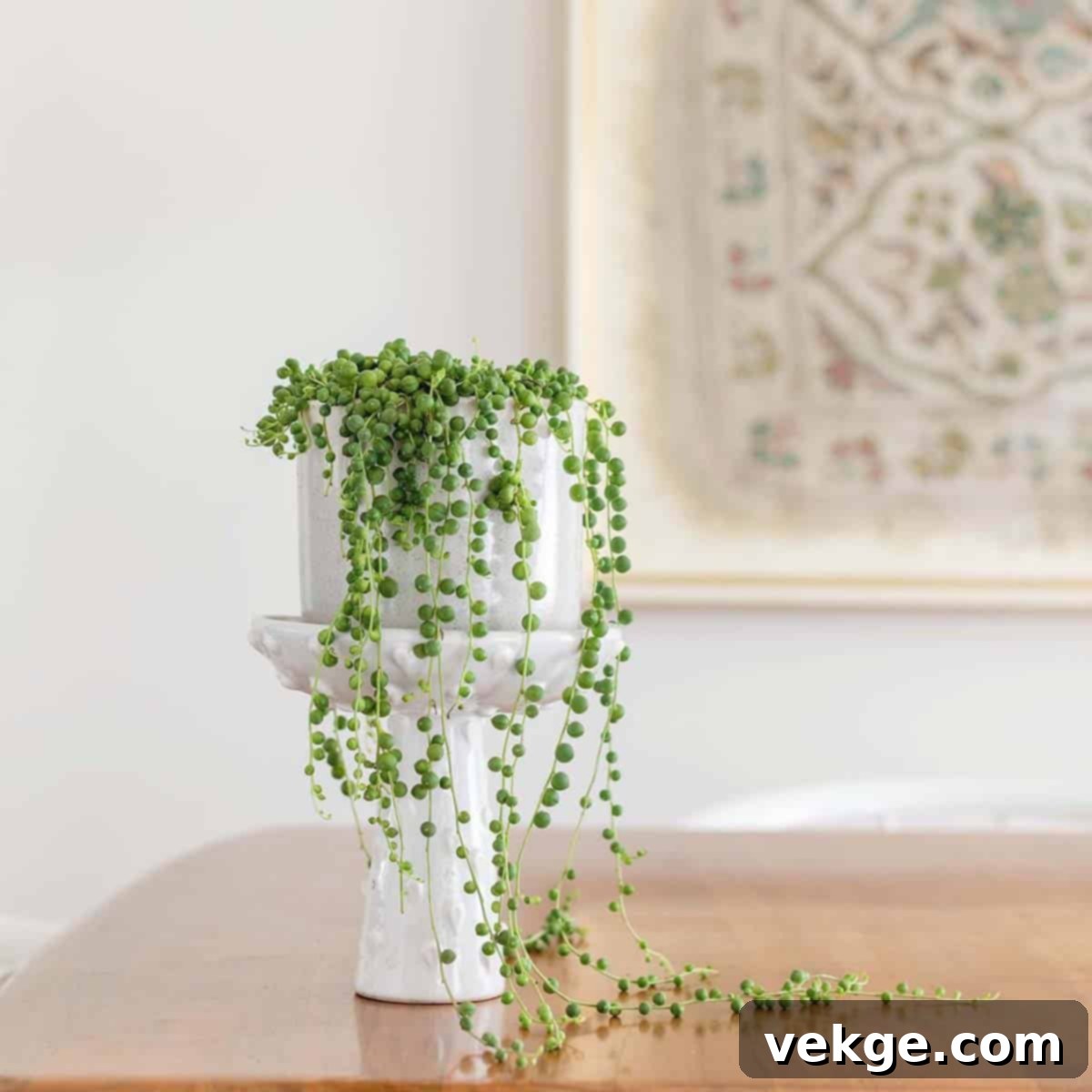 String of Pearls 