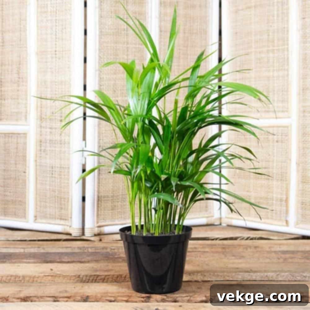 Bamboo_Palm