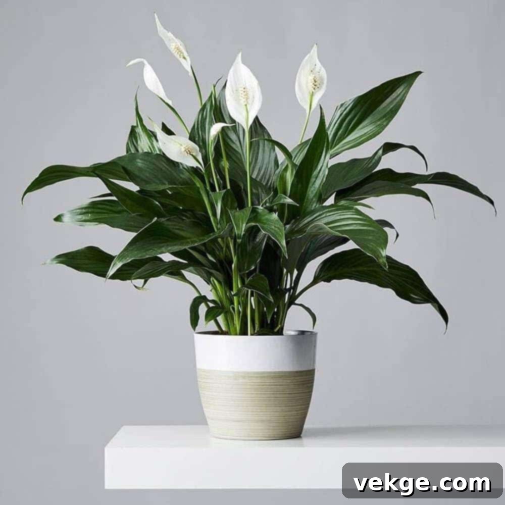 Peace_Lily