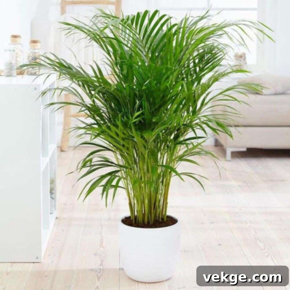 Areca_Palm
