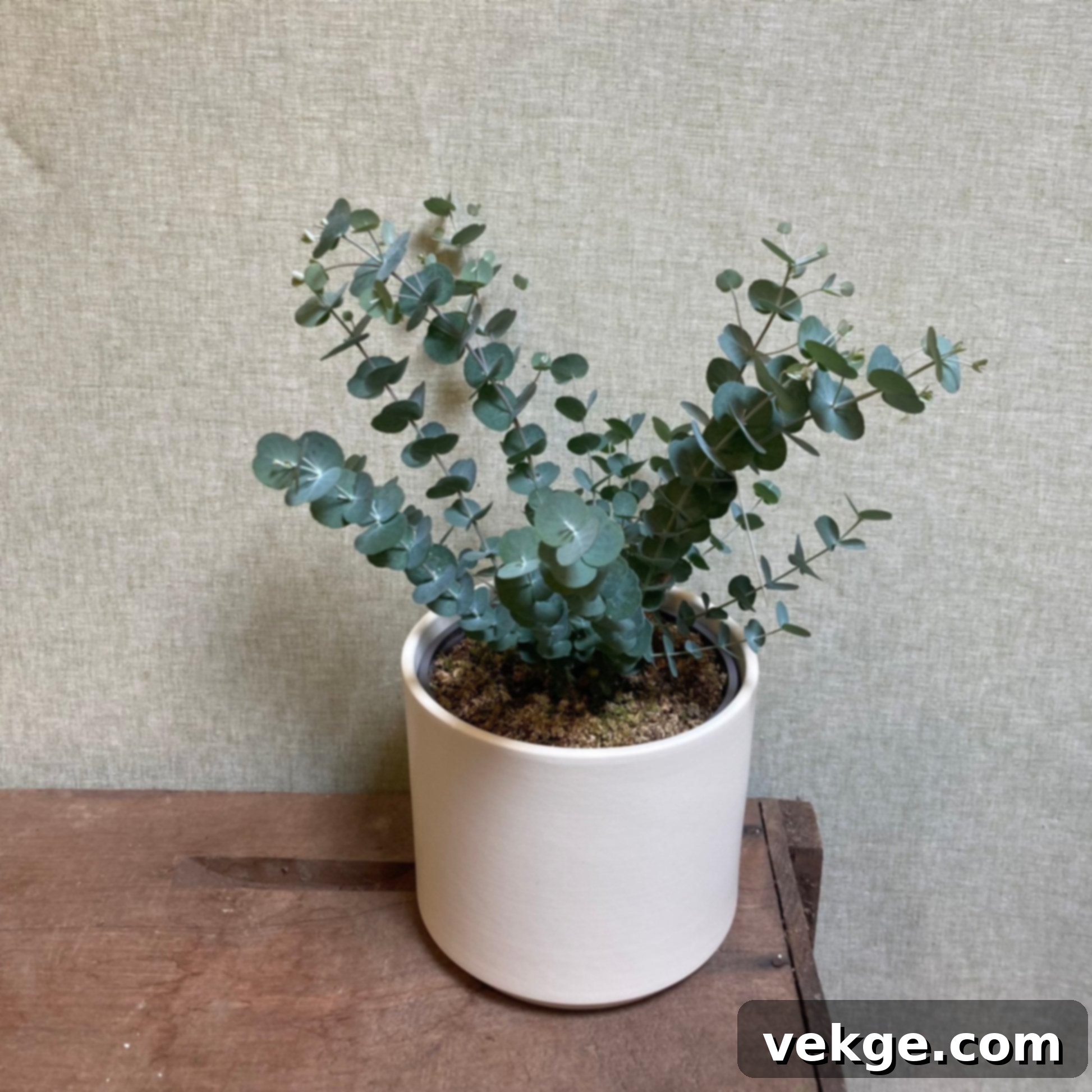 Eucalyptus
