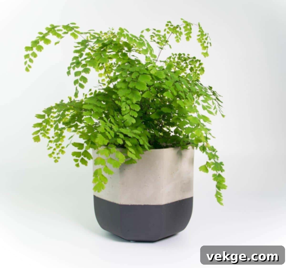 Maidenhair_Fern