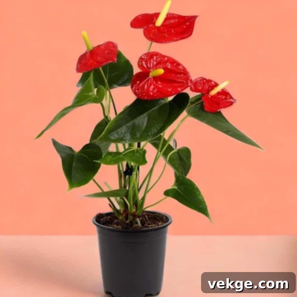 Anthurium